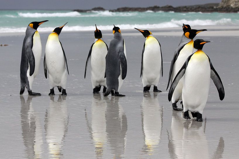 Pingouins royaux sur la plage par Antwan Janssen
