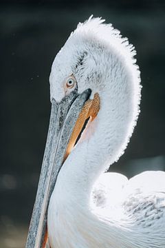 Pelikan von Oliver Hackenberg