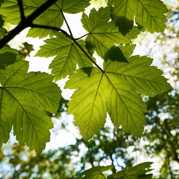 Bladeren van een esdoorn, Acer pseudoplatanus van Heiko Kueverling