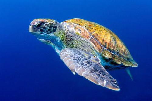 Green sea turtle near Tenerife by Filip Staes