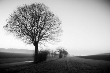 Mist van Thomas Heitz