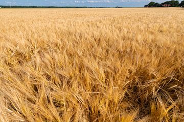 Getreidefeld voller wachsender Körner in der Sommersonne