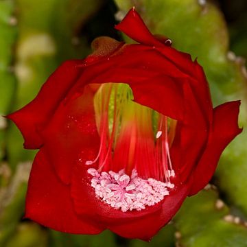 De rode bloem 1 van Rob Smit