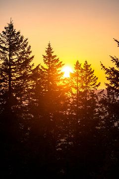 Sonnenuntergang über den Bäumen von Leo Schindzielorz