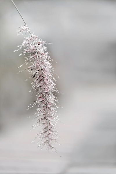 Raindrops by Kyra van Opijnen