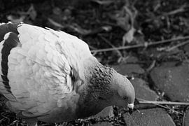 Taube von GrannyPics