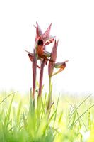 Lange tongorchis - Serapias vomeracea