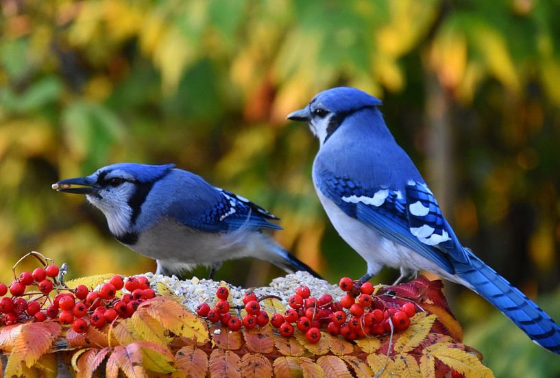 A blue jay at the feeding site in autumn by Claude Laprise