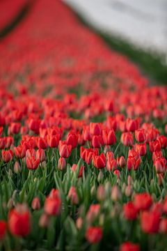 Rote und weiße Tulpen auf einem Feld im Frühling von t.ART