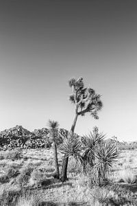 Joshua Tree National Park sur Melanie Viola