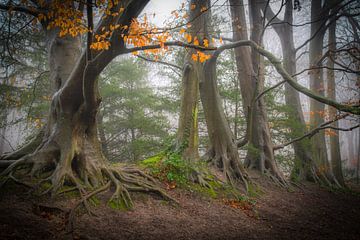 Bäume zaubern von Dirk van Egmond