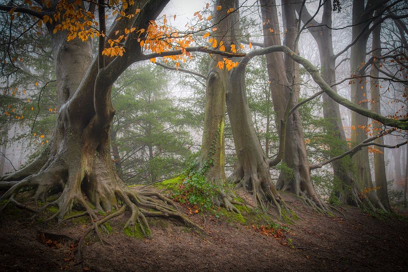 Trees magic by Dirk van Egmond