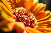 Oranje Gerbera met waterdruppel van Ricardo Bouman thumbnail