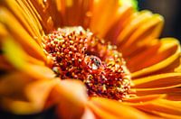 Gerbera with water drop