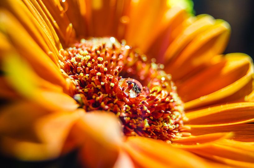 Oranje Gerbera met waterdruppel van Ricardo Bouman