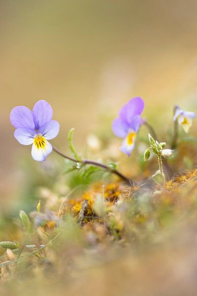 Dune pansy von Arjan de Wit