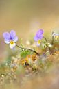 Dune pansy von Arjan de Wit Miniaturansicht