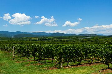 Wijngaard met achtergrond van bergen en blauwe lucht met wolken van Edith Keijzer