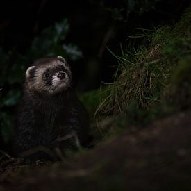 bunzing van Andy van der Steen - Fotografie