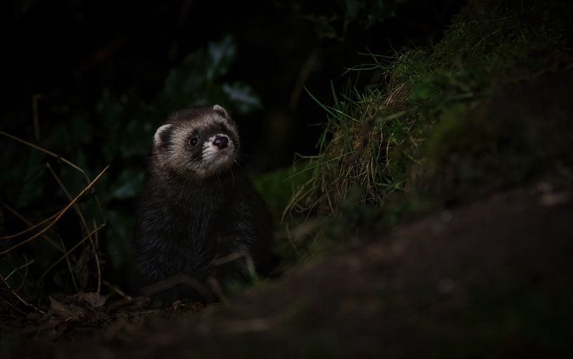 polecat by Andy van der Steen - Fotografie