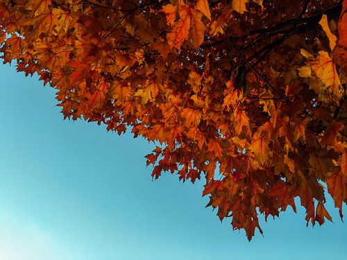 Autumn, maple tree with red leaves and blue sky