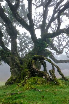 The magical trees from Fanal4