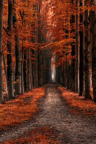 Herbststraße in Gelderland