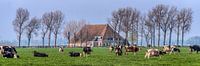 Boerehoeve op t Friese platteland met het vee op de voorgrond. par Harrie Muis Aperçu