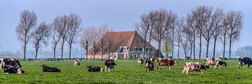 Boerehoeve op t Friese platteland met het vee op de voorgrond.