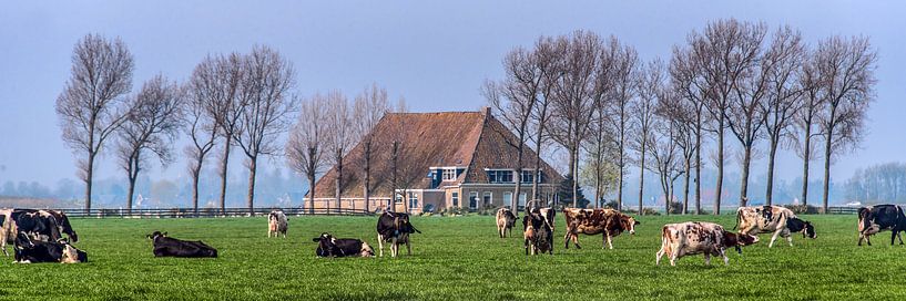 Boerehoeve op t Friese platteland met het vee op de voorgrond. par Harrie Muis