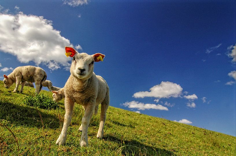 Lämmer von Frans Scherpenisse