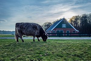 Highlander avec le texel de la cabane du voleur sur Texel360Fotografie Richard Heerschap