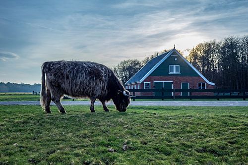 Hooglander met rovershut texel