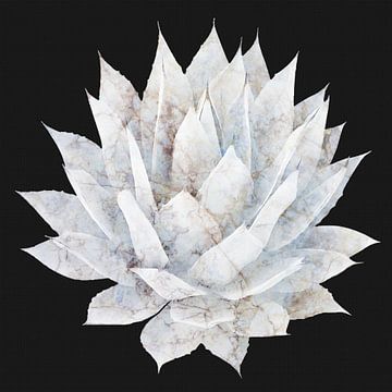 Agave 05 van amini54