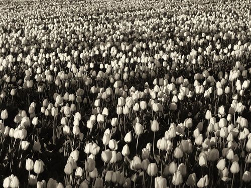Niederländisch Tulpenfeld
