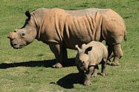 Neushoorn met jong in Game reserve Botlierskop Zuid Afrika nabij Mosselbaai