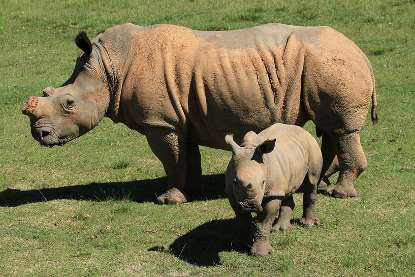 Neushoorn met jong in Game reserve Botlierskop Zuid Afrika nabij Mosselbaai by Jan Roodzand