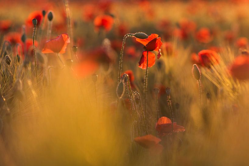 Coquelicots - Tendresse par Marjan van Herpen