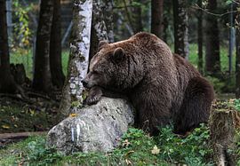 Müder Braunbär von Rudolf Brandstätter