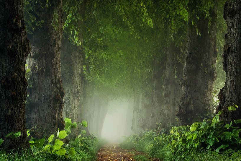 The Ancient Path von Martin Podt