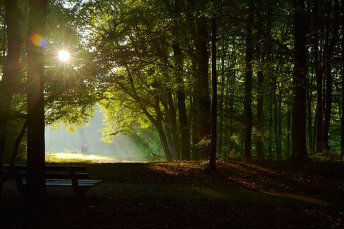 Early joggers in the forest of The Hague