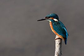 Ijsvogel op stok von Gerjo Horsman