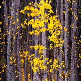 Gespenstischer Wald von Steven Driesen