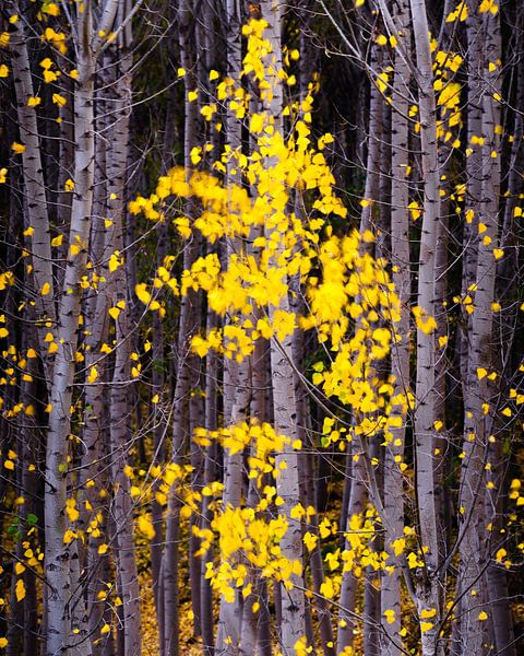 Spooky forest van Steven Driesen