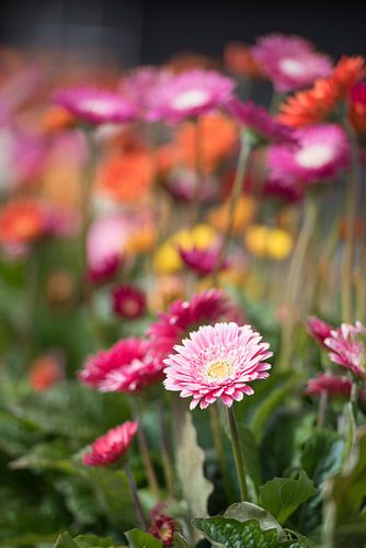 Gerbera au soleil