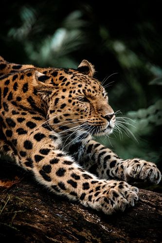 Große Strecke eines Amur-Leoparden