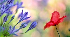 Blaue Blumen mit rotem Mohn von Corinne Welp