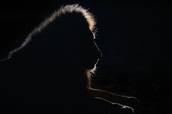 Lion silhouette