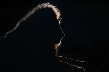 Leeuw silhouet van Joan Gil Raga