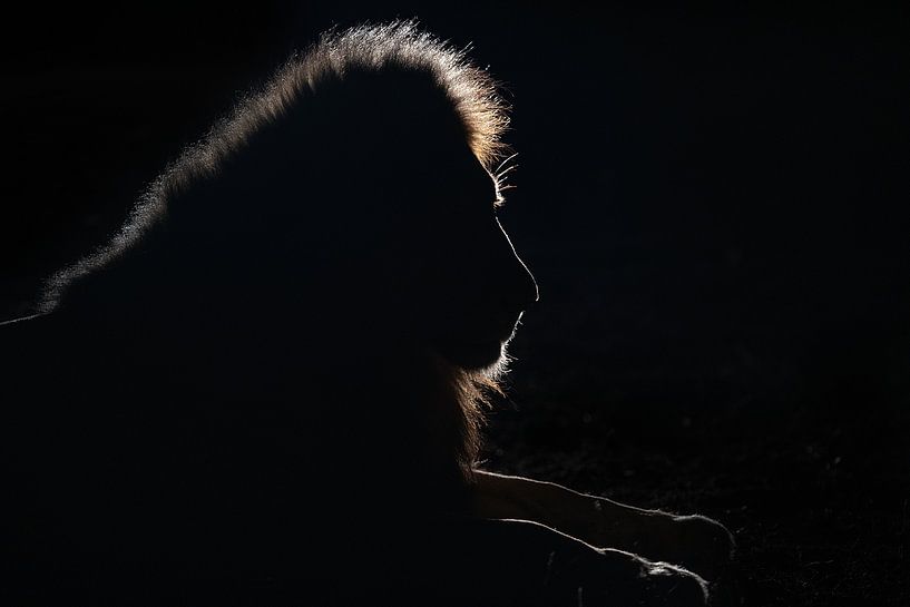 Löwensilhouette von Joan Gil Raga